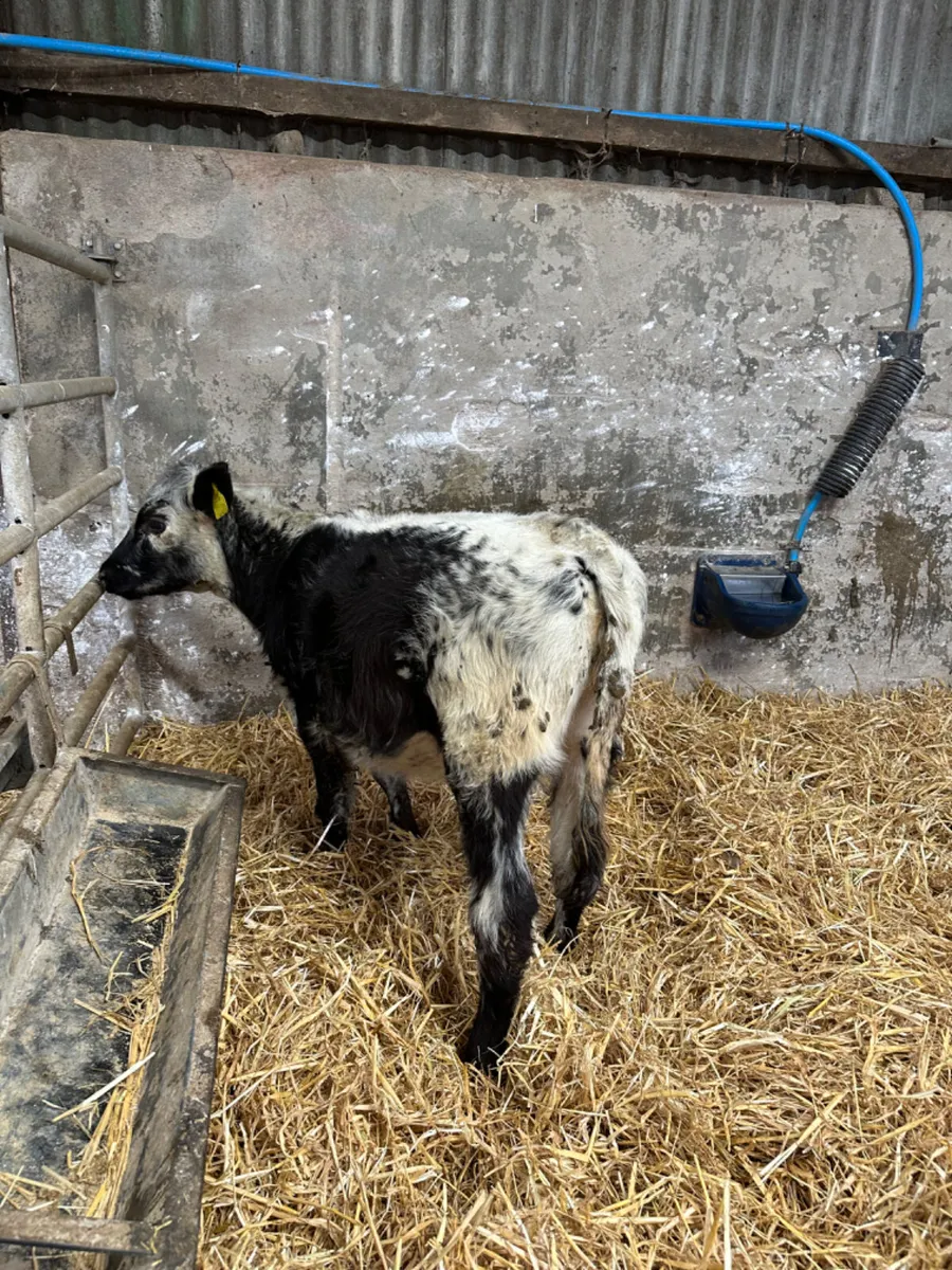 Speckle park heifer - Image 2