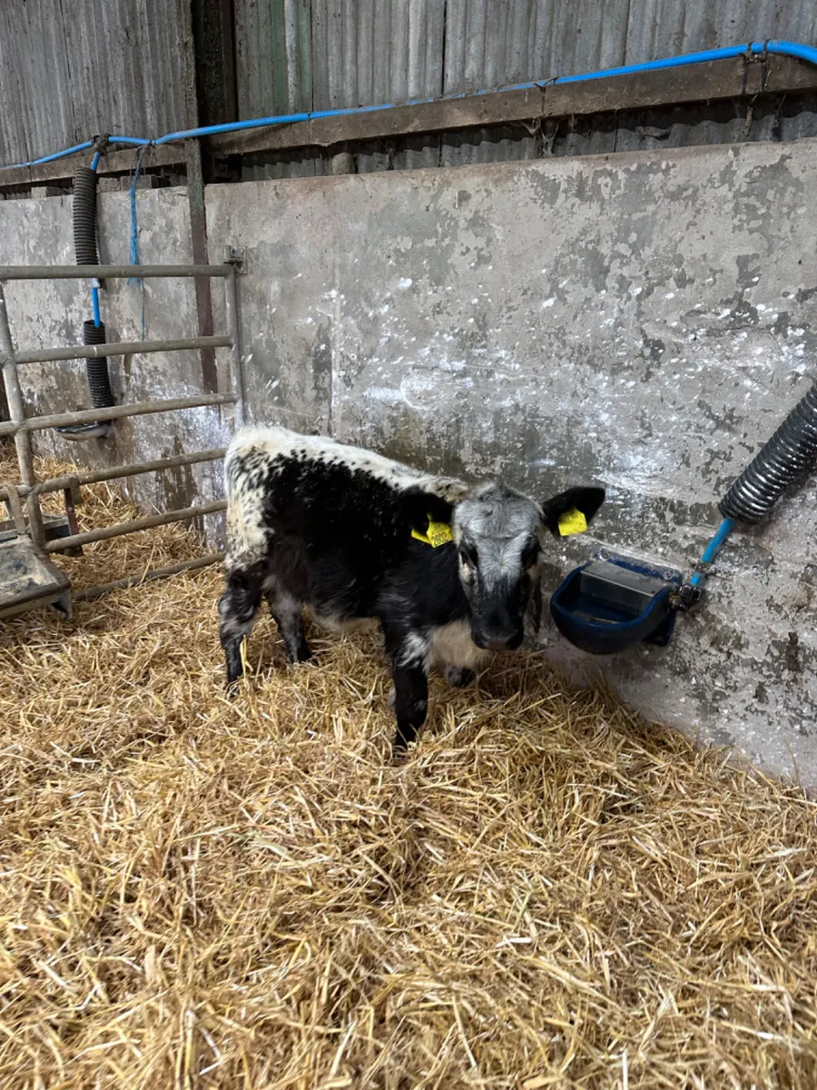 Speckle park heifer - Image 4
