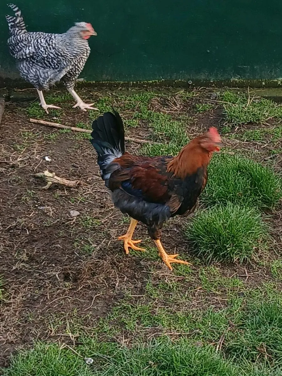 Roosters - Image 1