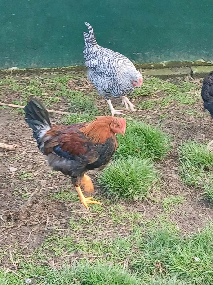 Roosters - Image 2