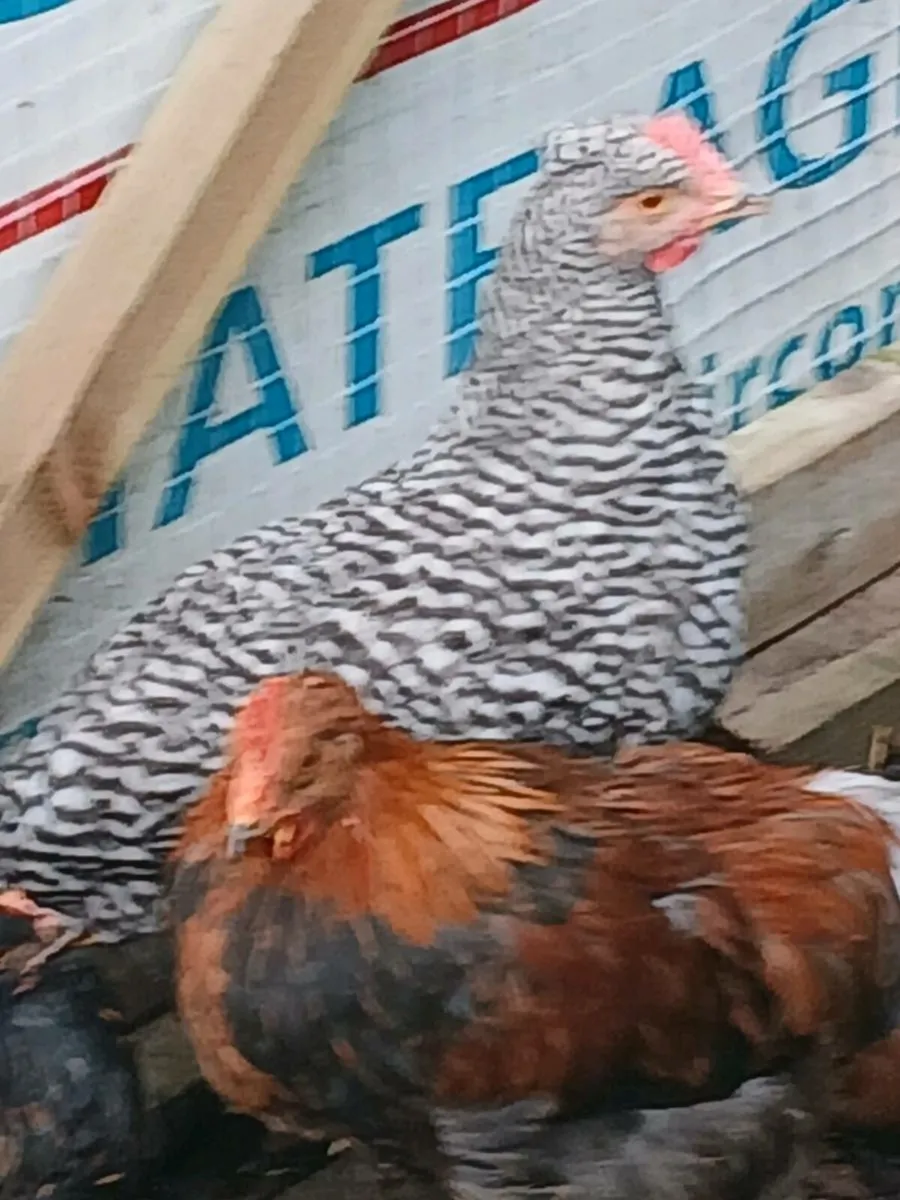 Roosters - Image 3