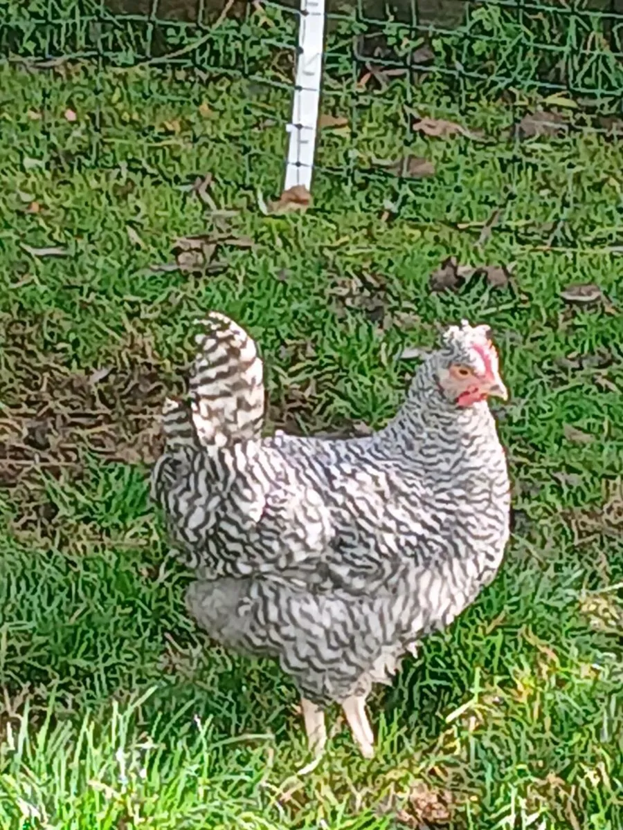 Roosters - Image 4