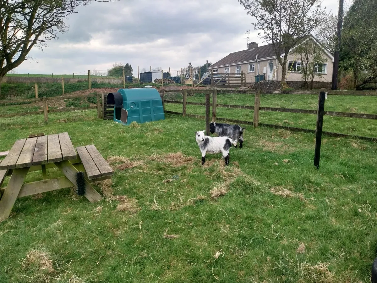 Pygmy Goats - Image 2