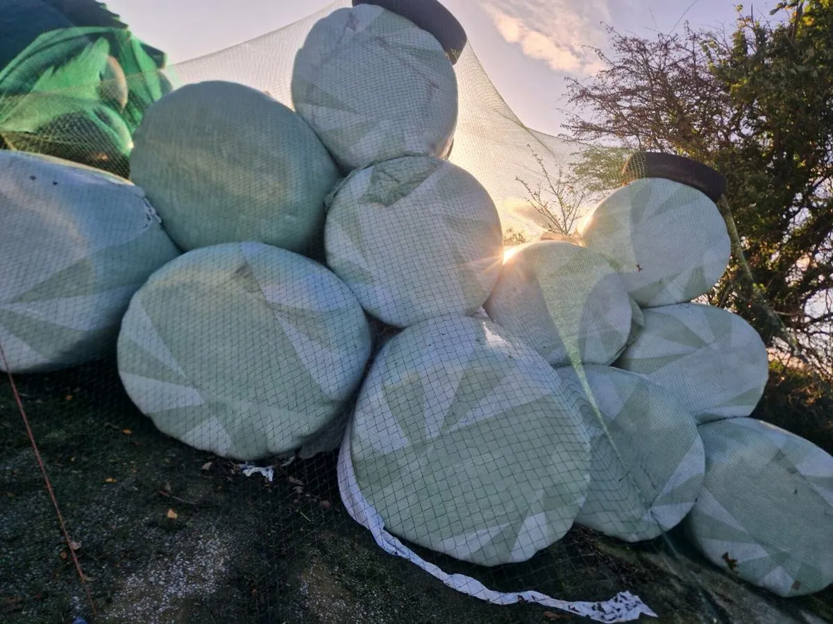 Bales of haleage - Image 1
