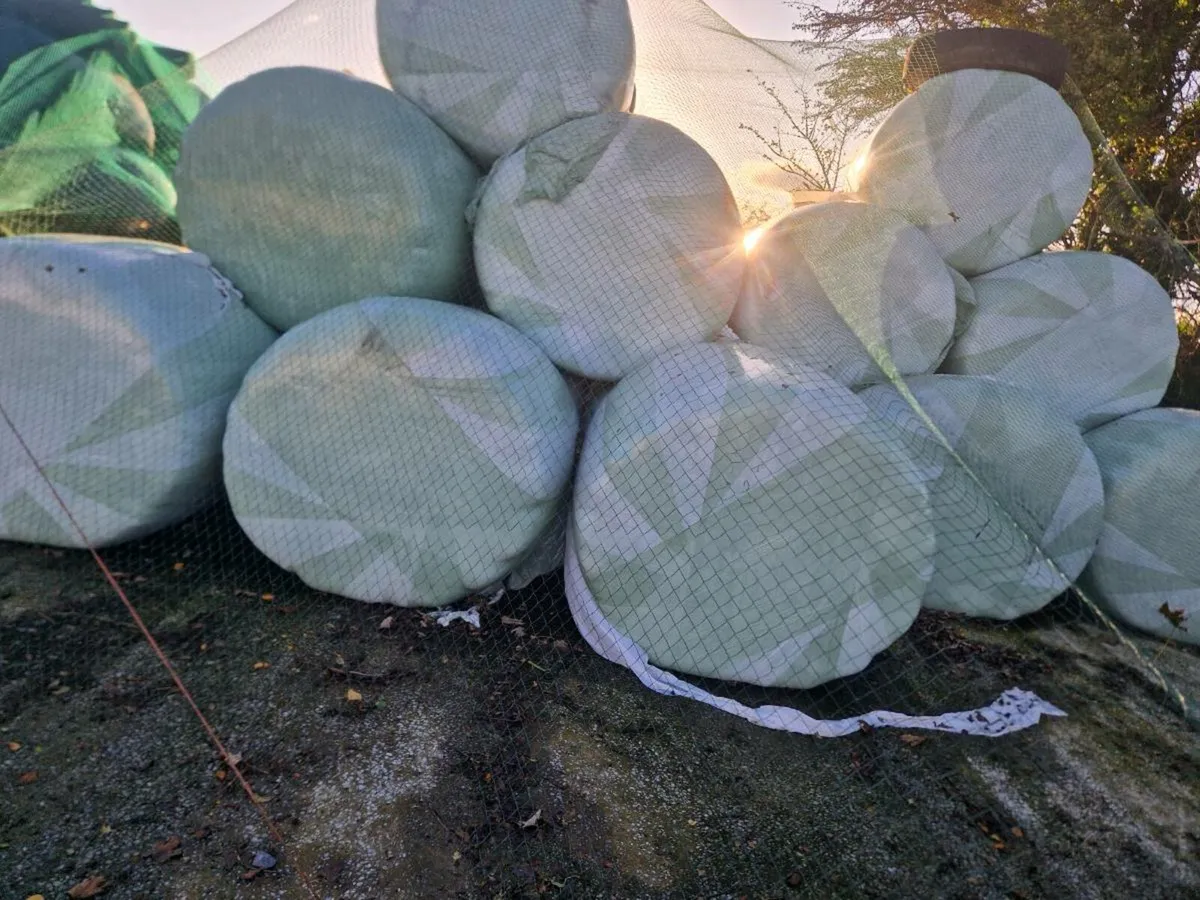 Bales of haleage - Image 2