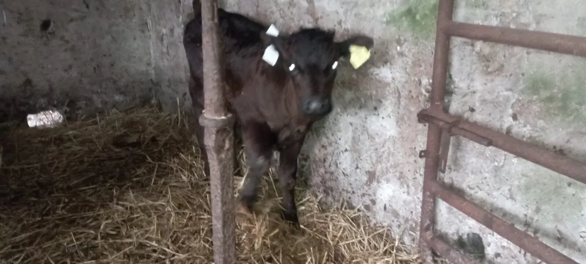 Calves - Image 1