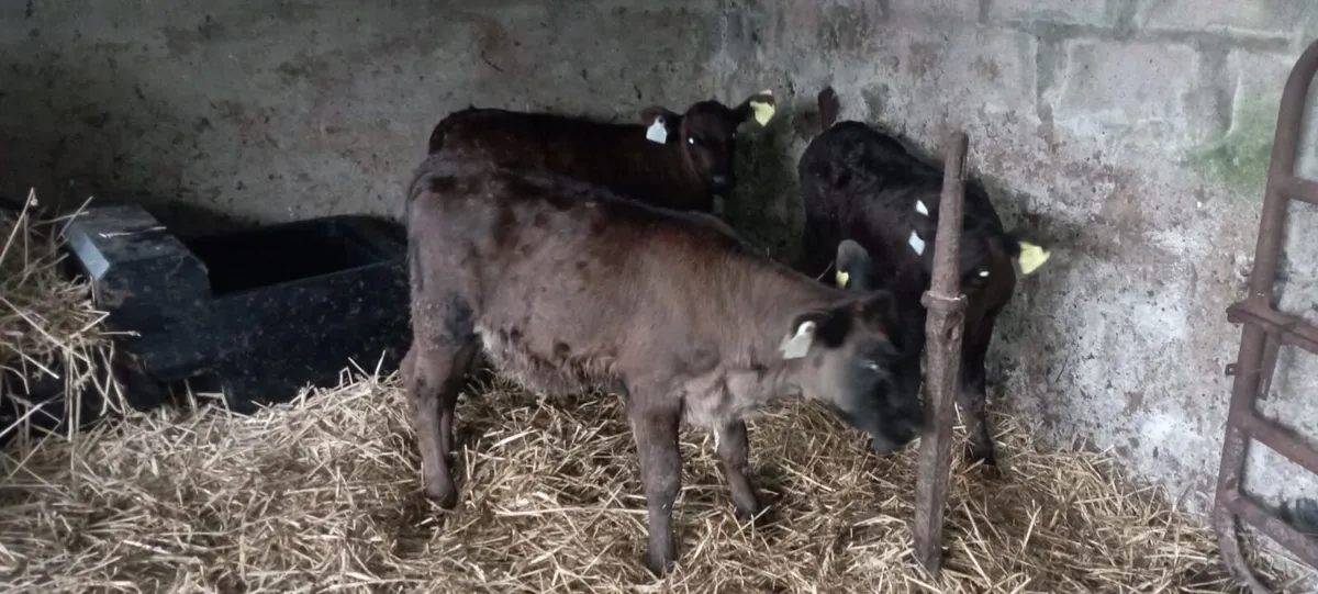 Calves - Image 2