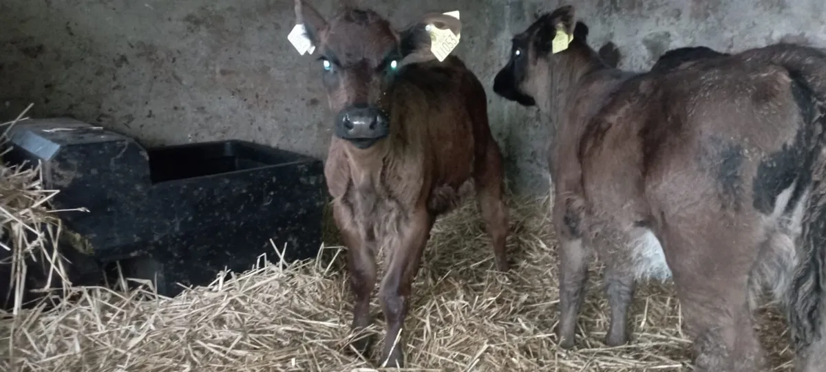 Calves - Image 3