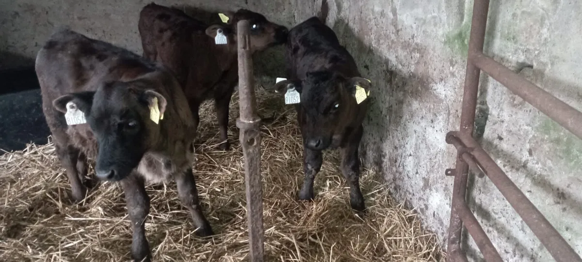 Calves - Image 4
