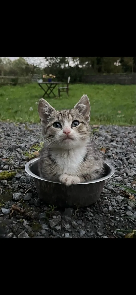Beautiful kittens for sale - Image 1