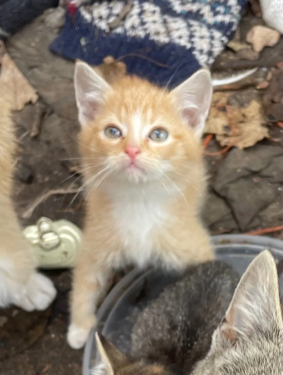 Beautiful kittens for sale - Image 2
