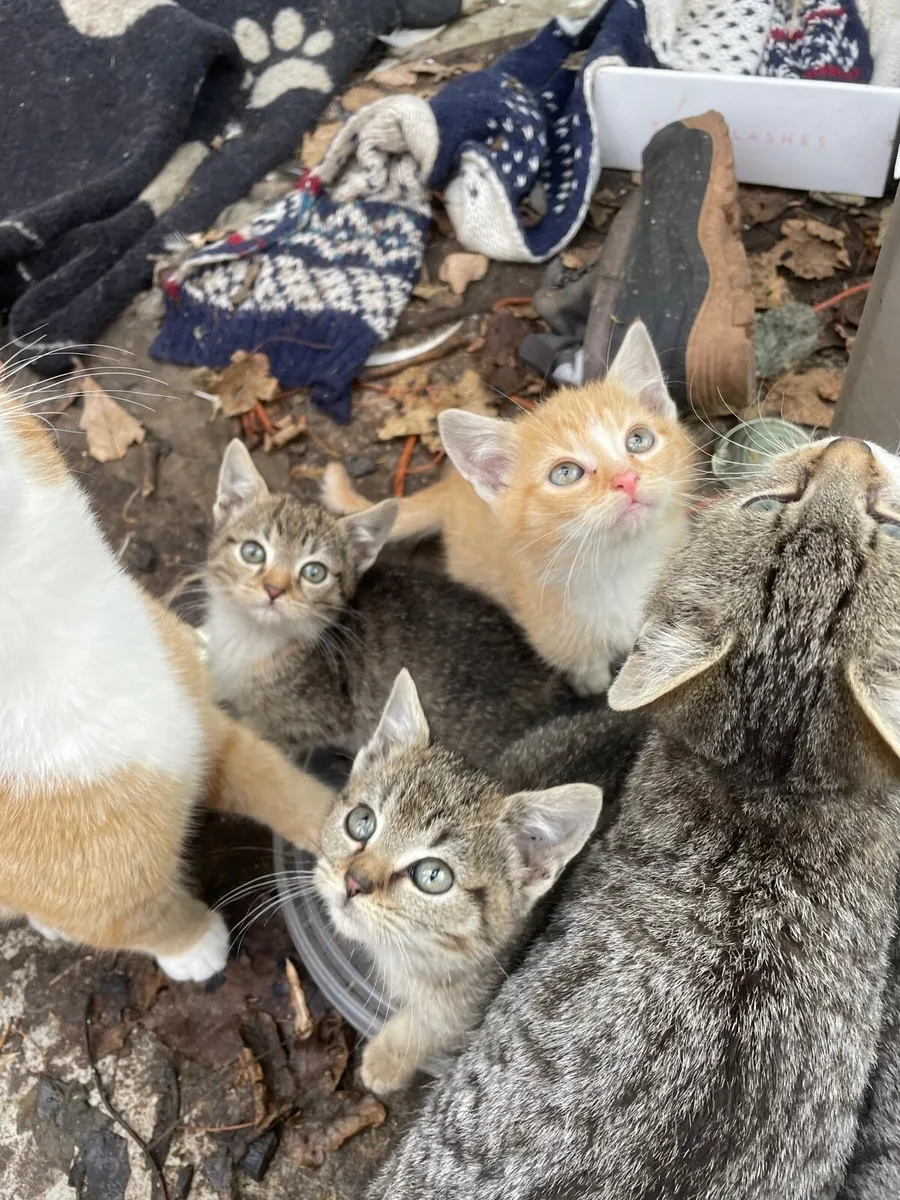 Beautiful kittens for sale - Image 3