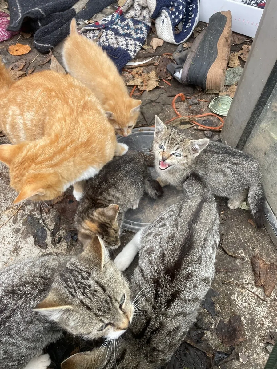 Beautiful kittens for sale - Image 4