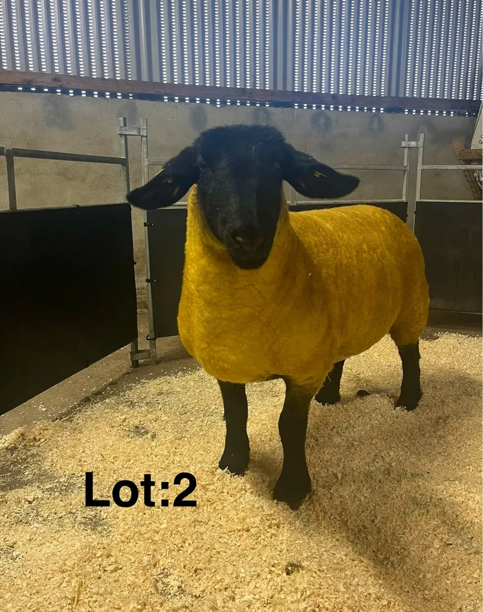 ⭐️Pedigree Suffolk Female Sale⭐️ - Image 2