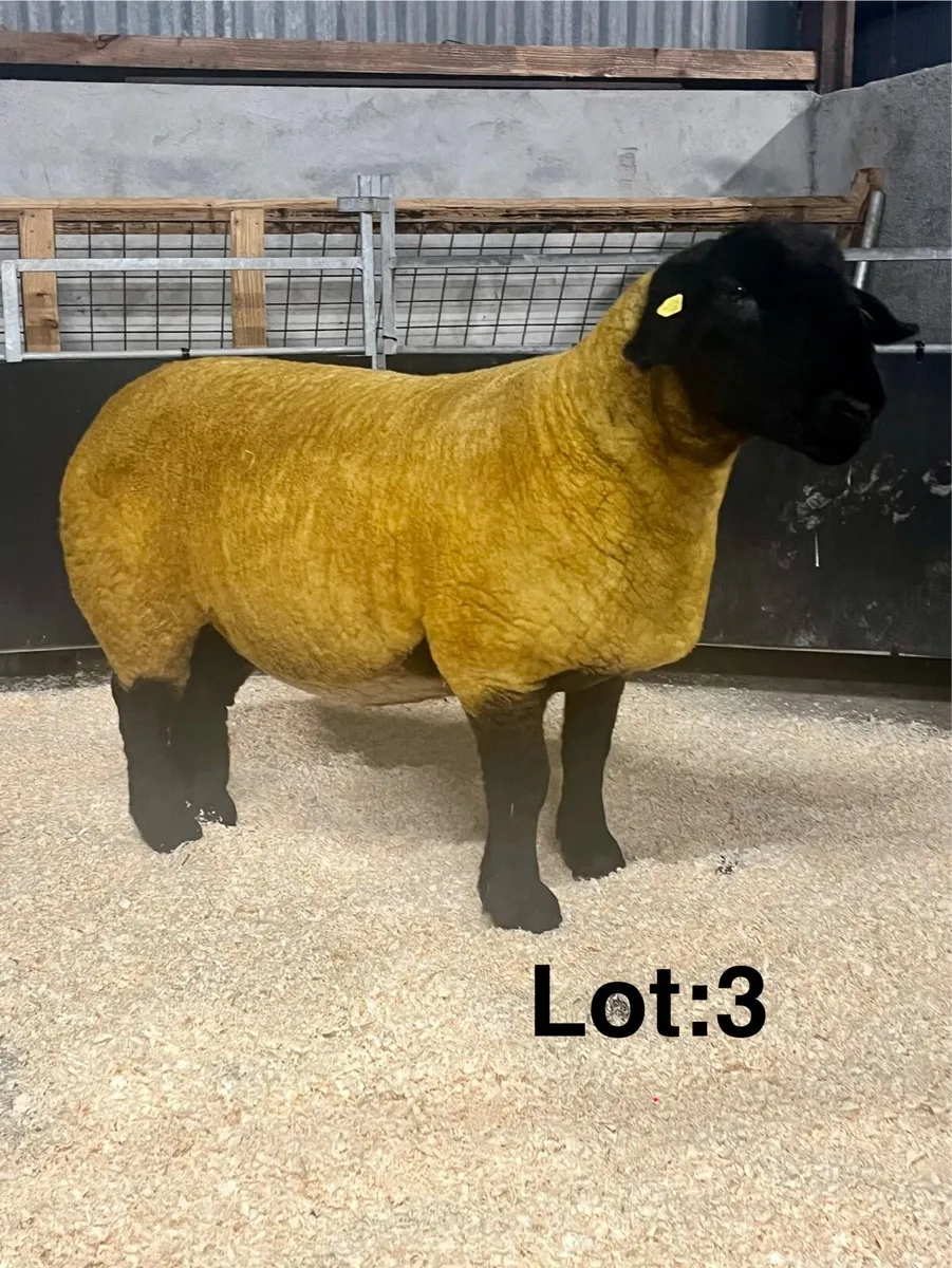 ⭐️Pedigree Suffolk Female Sale⭐️ - Image 1