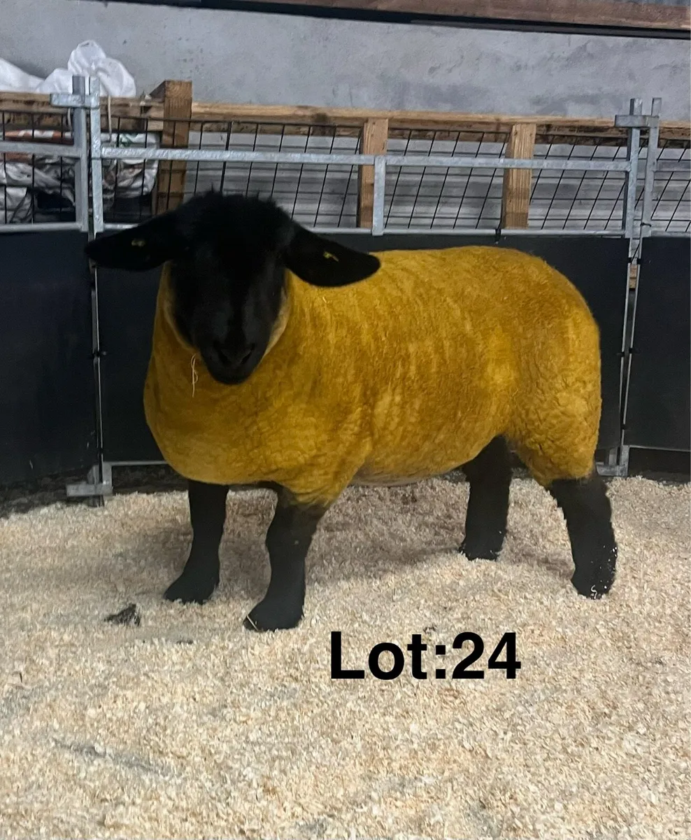 ⭐️Pedigree Suffolk Female Sale⭐️ - Image 3