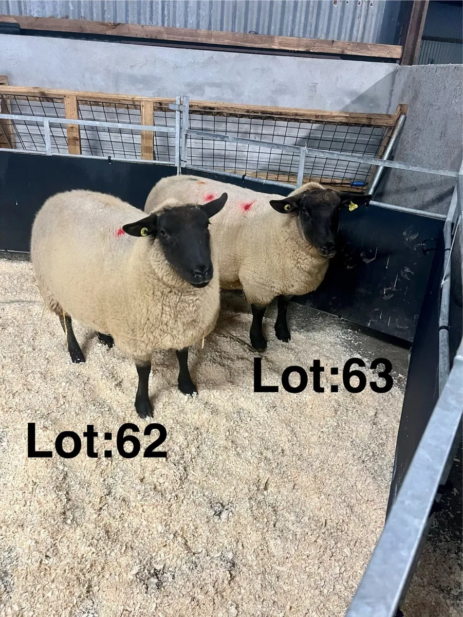 ⭐️Pedigree Suffolk Female Sale⭐️ - Image 4