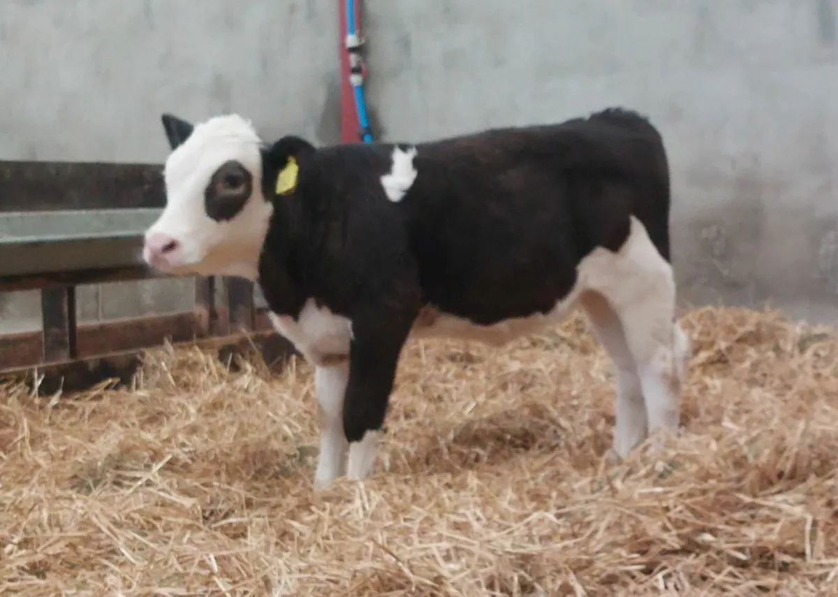 Calves - Image 1
