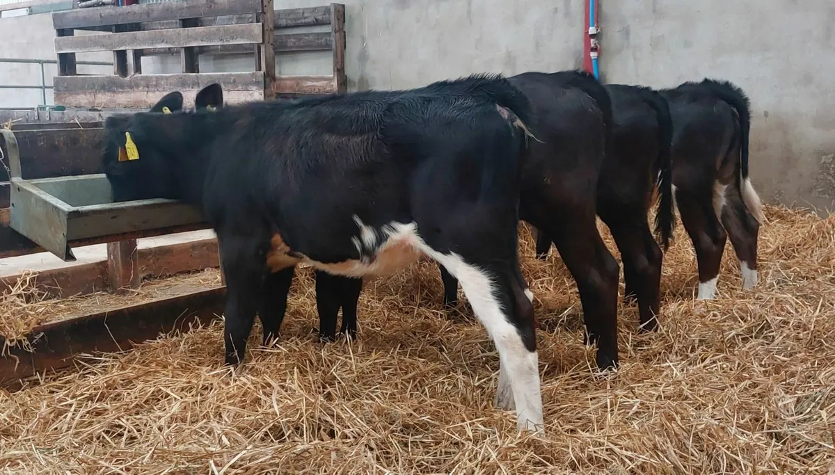 Calves - Image 2