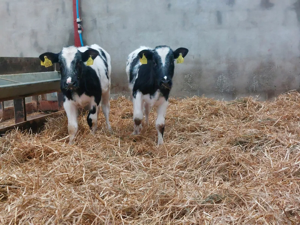 Calves - Image 4