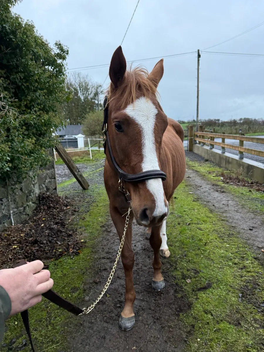 15.2hh mare - promising jumper. - Image 1