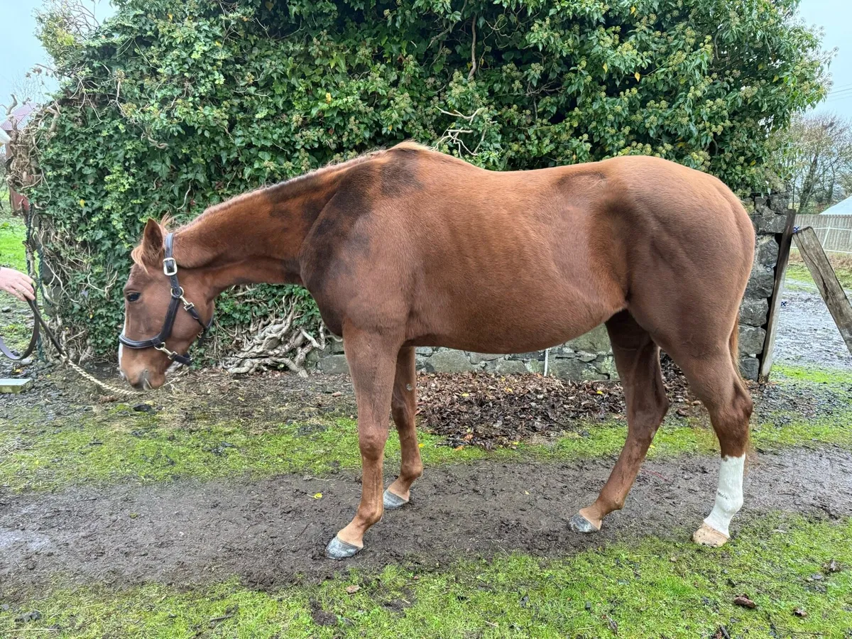 15.2hh mare - promising jumper. - Image 2