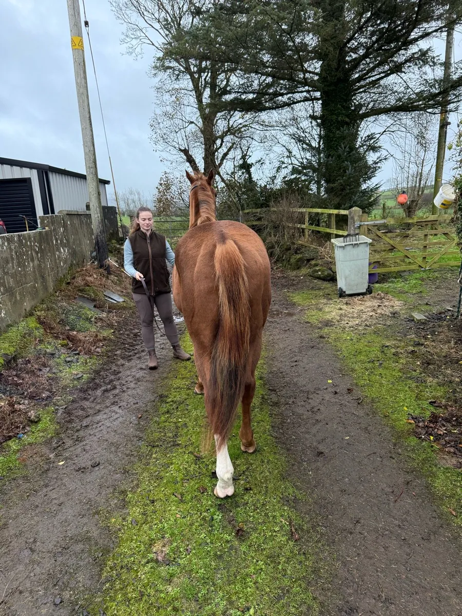15.2hh mare - promising jumper. - Image 3