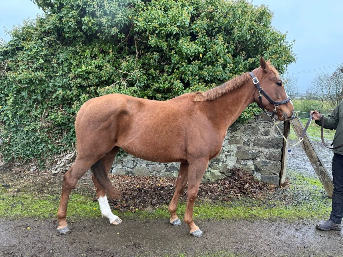 15.2hh mare - promising jumper. - Image 4