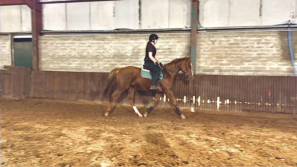 15.2hh mare - promising jumper. - Image 4