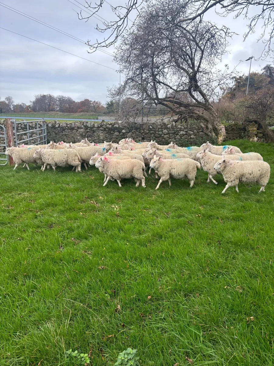 Cheviot Store Ram Lambs