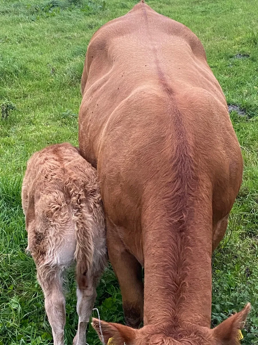 Heifer - Image 1