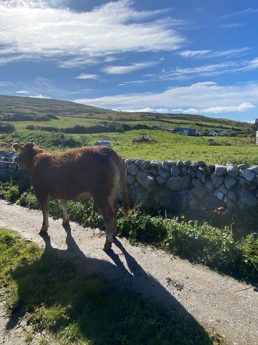 Heifer - Image 2