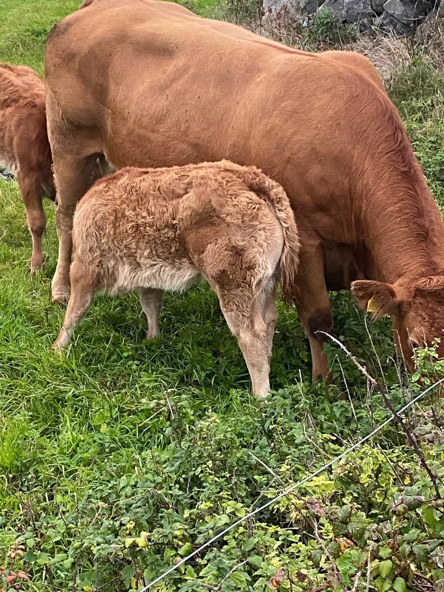 Heifer - Image 3