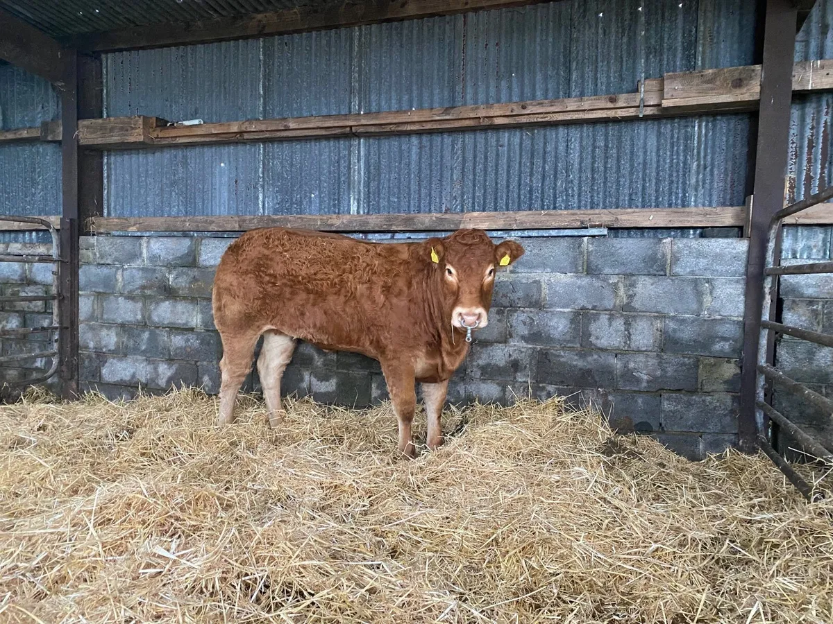 Heifer - Image 4