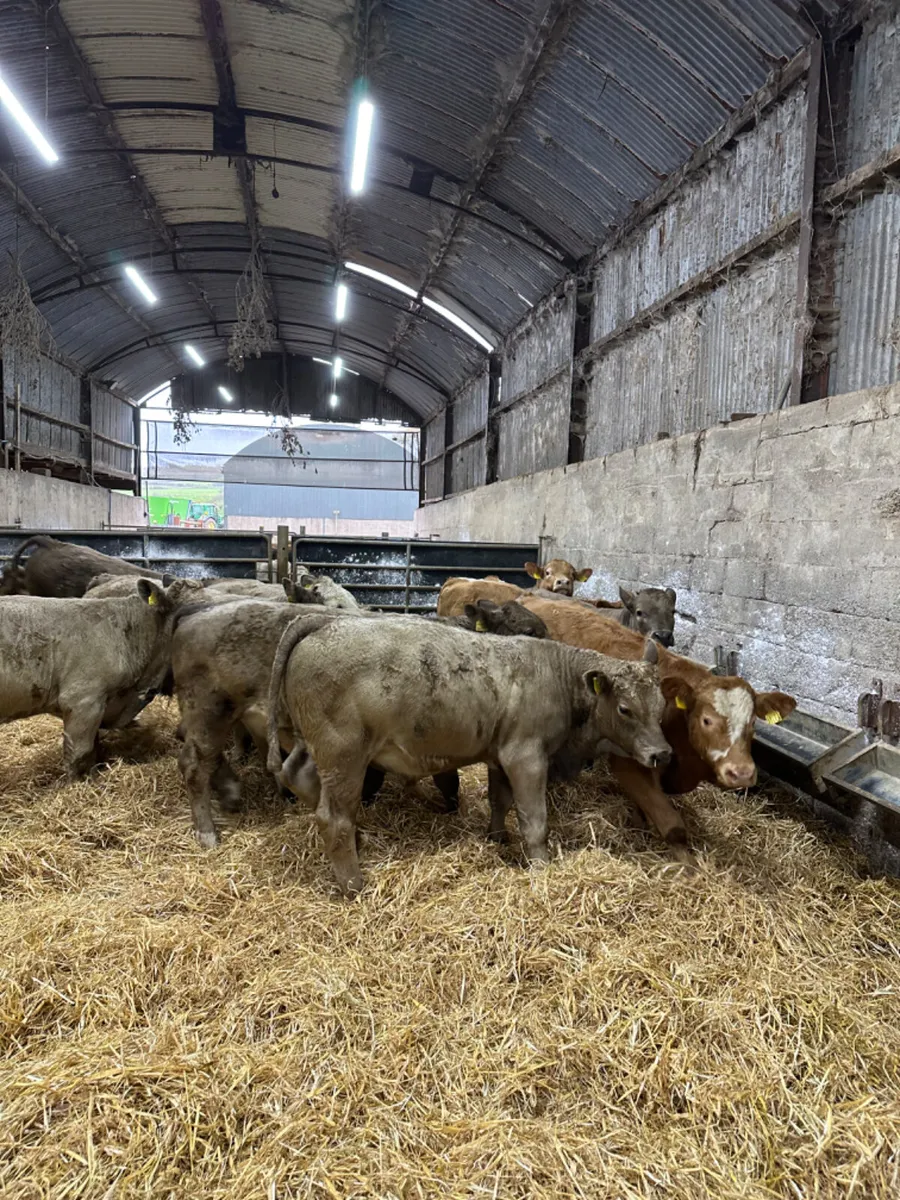Charolais bulls - Image 4