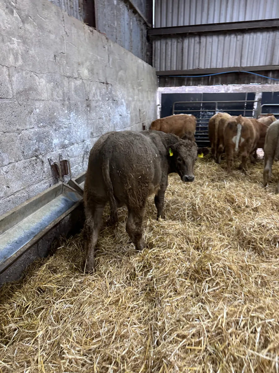 Charolais bulls - Image 3