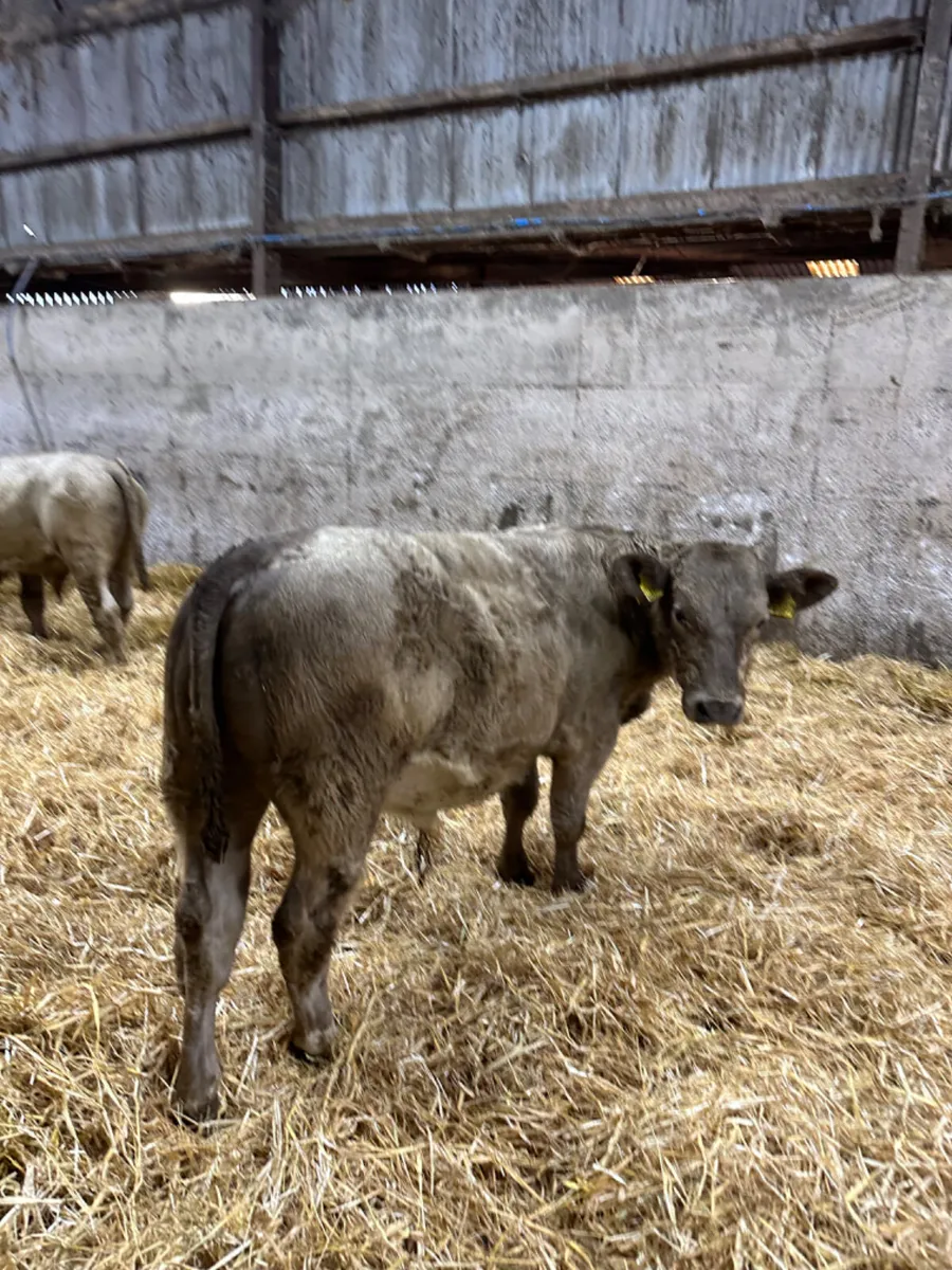 Charolais bulls - Image 1