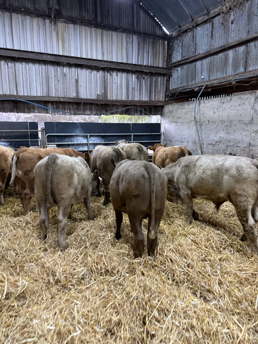 Charolais bulls - Image 2