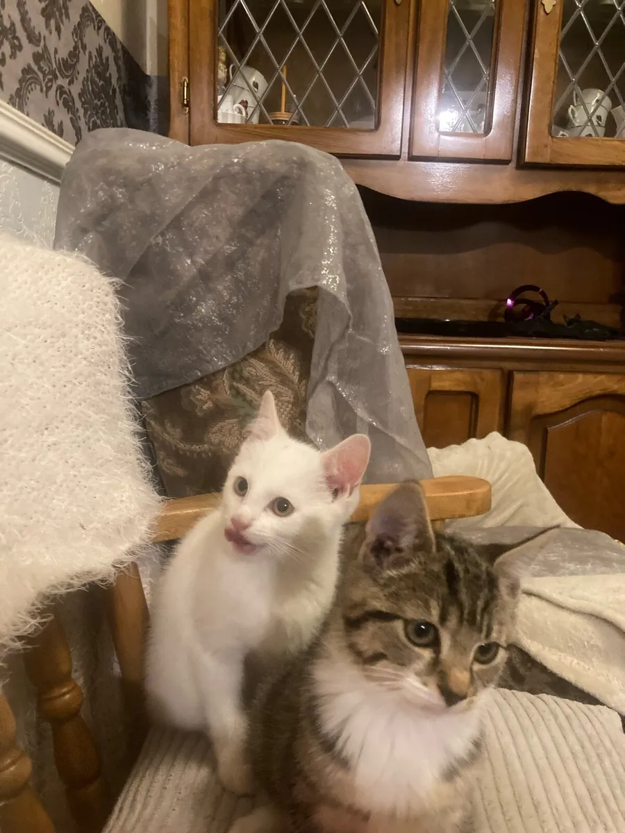 Kitten - Image 1