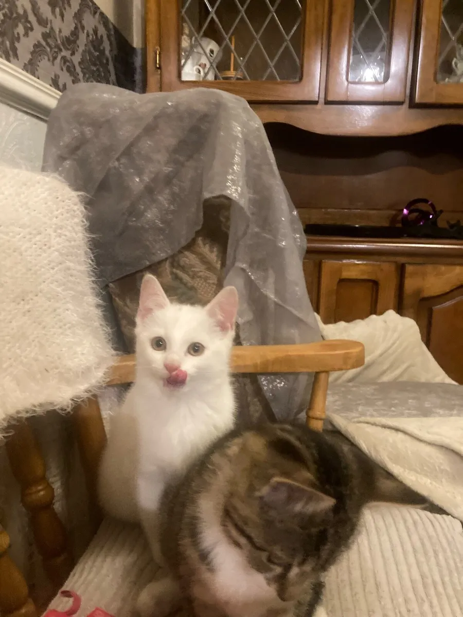 Kitten - Image 2