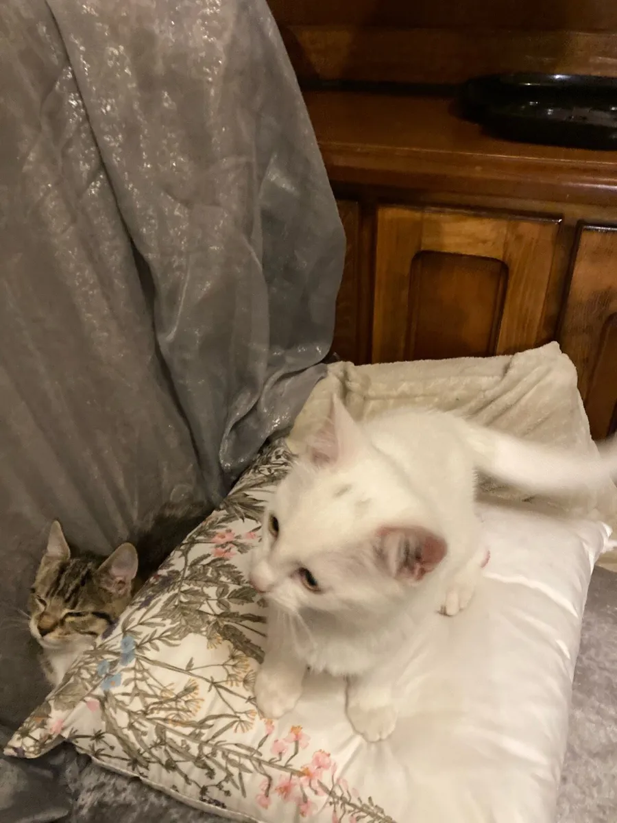 Kitten - Image 3