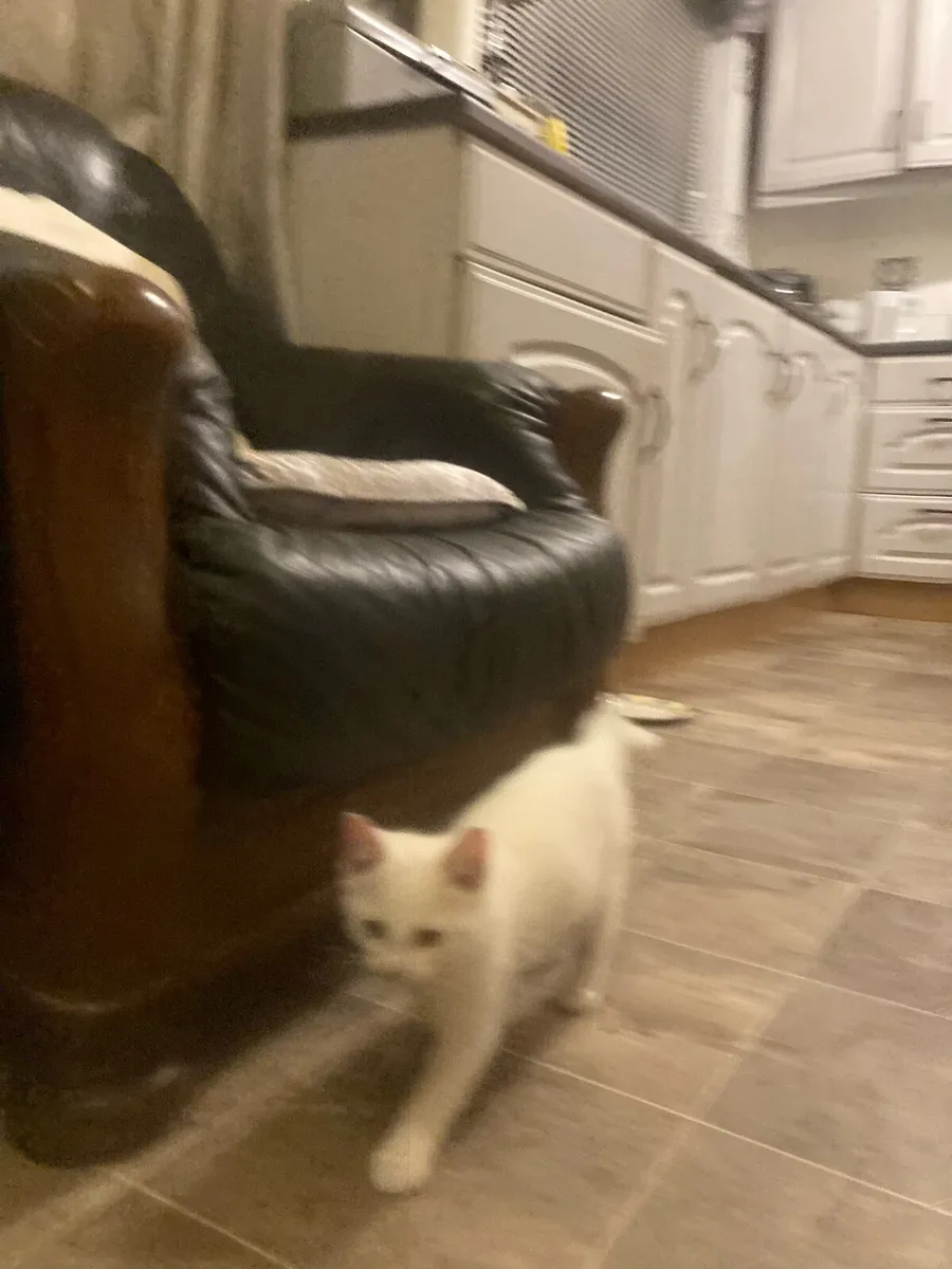 Kitten - Image 4