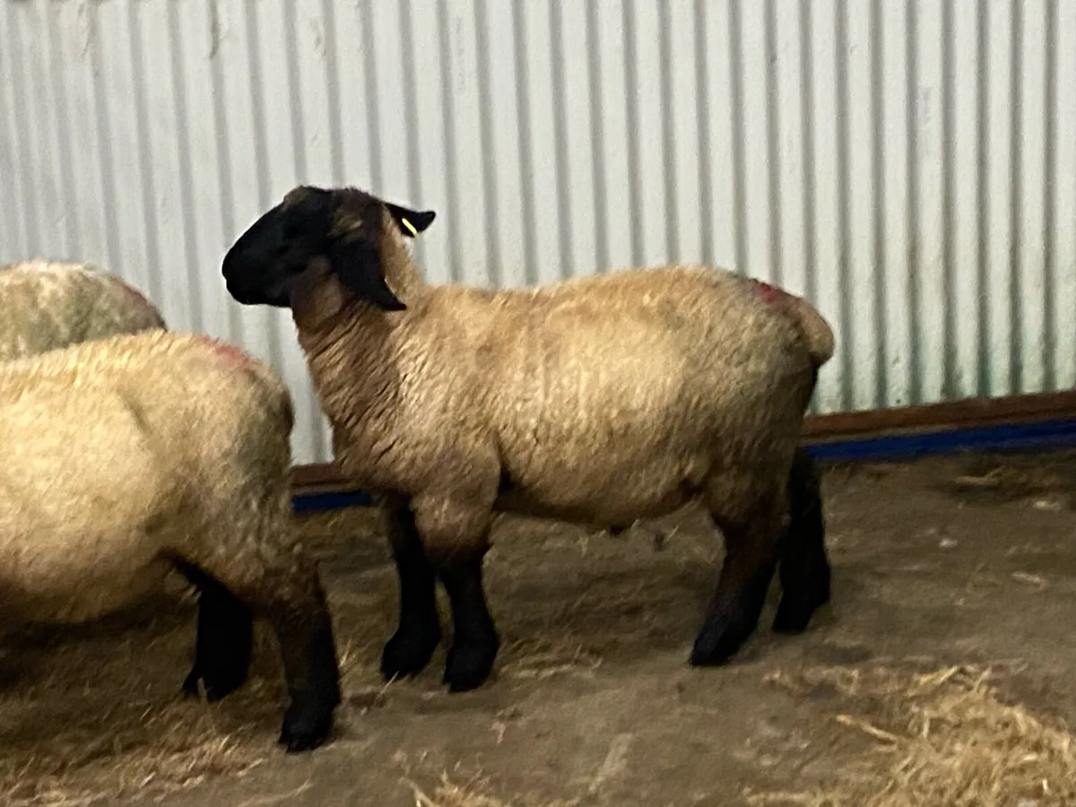 PBNR Suffolk Ram Lam - Image 2