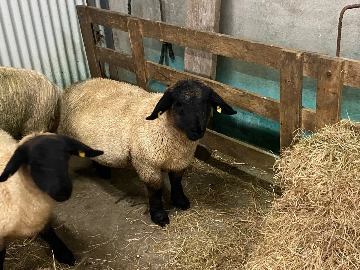 PBNR Suffolk Ram Lam - Image 1