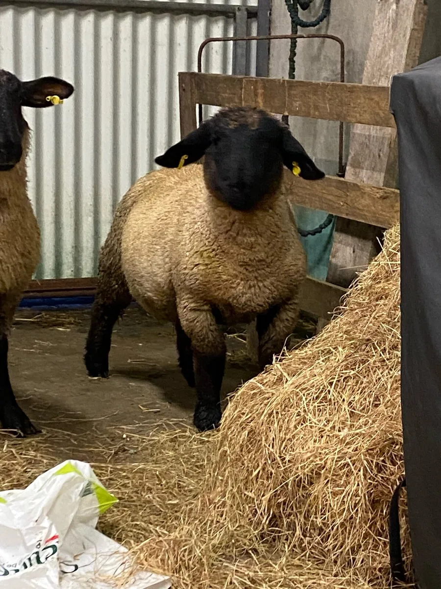 PBNR Suffolk Ram Lam - Image 3