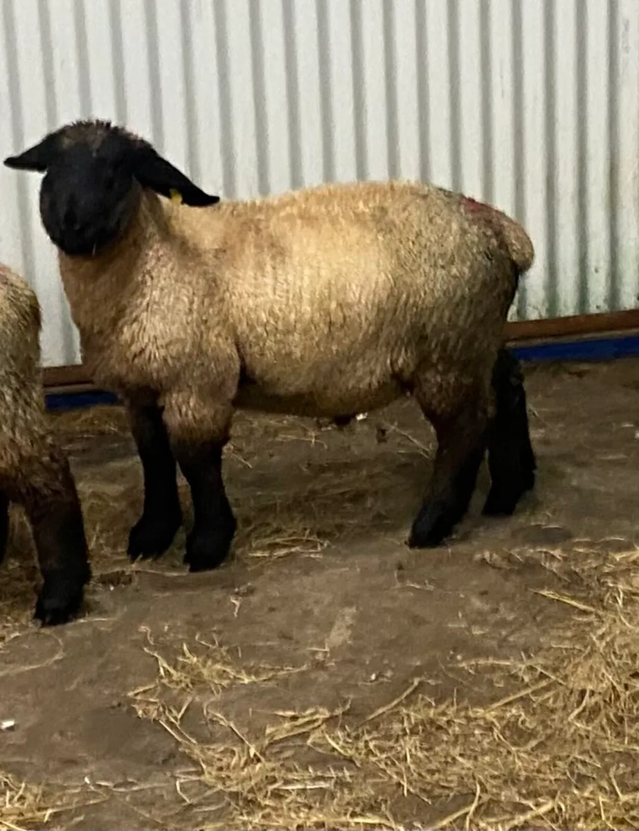 PBNR Suffolk Ram Lam - Image 4