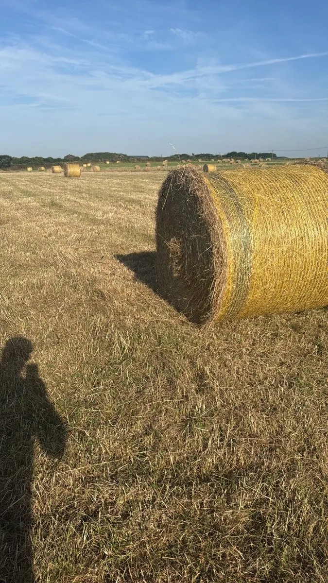 Hay - Image 1