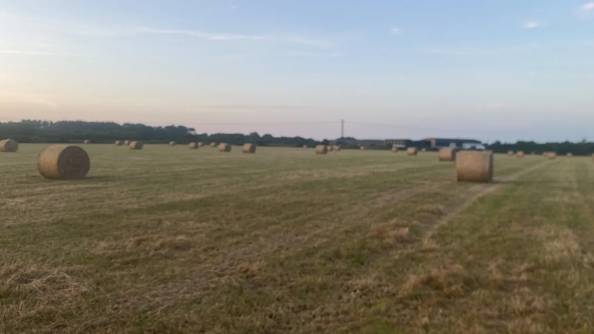 Hay - Image 3