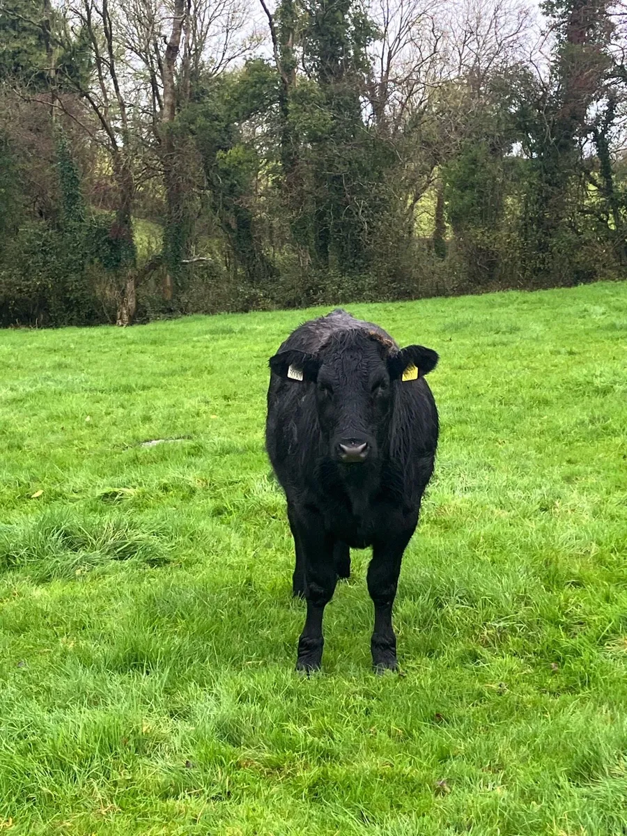 B.B heifer - Image 1