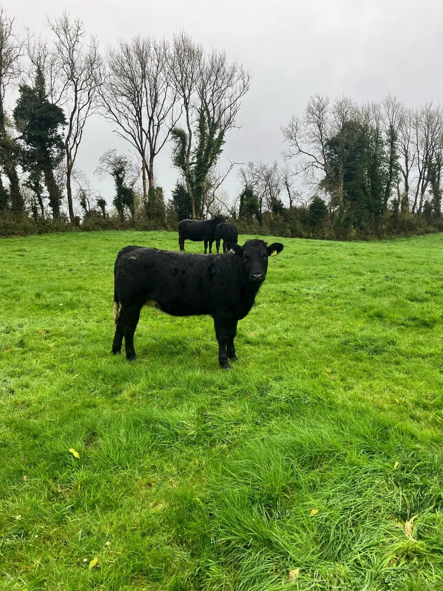 B.B heifer - Image 2